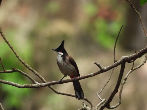 Red-whiskered Bulbul